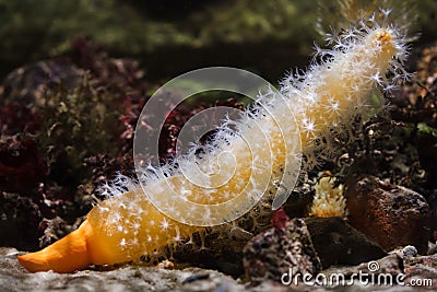 Finger shaped sea pen Veretillum cynomorium Stock Photo