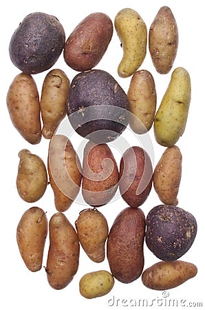 Fingerling Artisan Potatoes Stock Photo