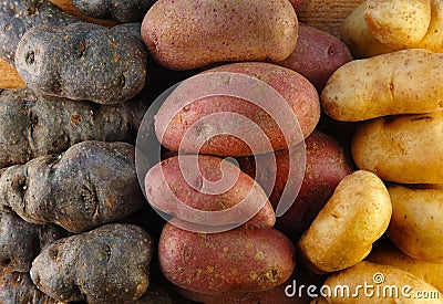 Fingerling Potatoes in Three Colors Stock Photo