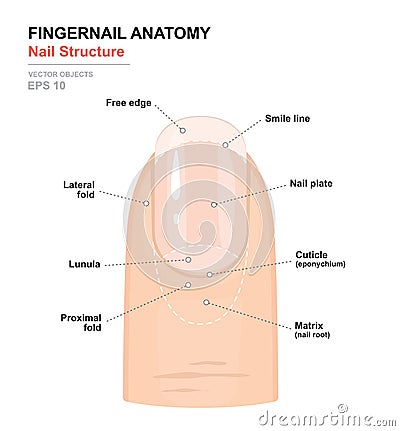 Fingernail Anatomy. Structure of human nail. Science of human body. Anatomical training poster Vector Illustration