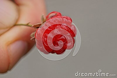 Fingers hold red small raspberry Stock Photo