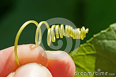 Fingers hold a thin green twisted in a spiral stem Stock Photo