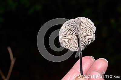 The fingers of a mushroom collector holding mycetinis scorodonius Stock Photo