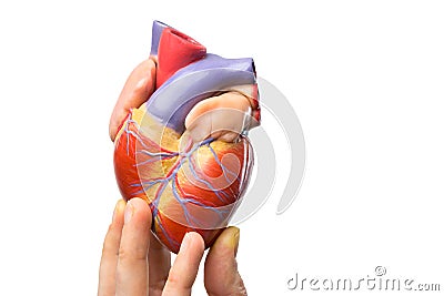 Fingers showing model human heart on white Stock Photo