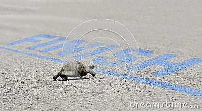 Finish concept with turtle and finish line Stock Photo