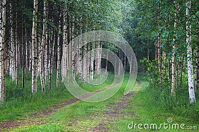 Finland: Through the birch forest Stock Photo