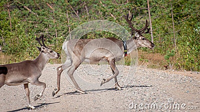 Finland. Deer with a GPS-collar. GPS beacon is used for deer registration and location information. Stock Photo