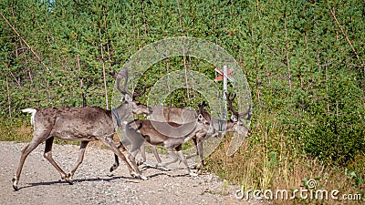 Finland. Deer with a GPS-collar. GPS beacon is used for deer registration and location information. Stock Photo