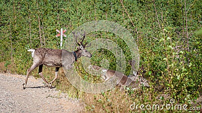 Finland. Deer with a GPS-collar. GPS beacon is used for deer registration and location information. Stock Photo