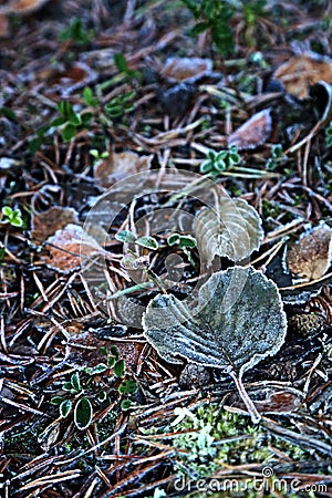 Finland: Frosty leaves in autumn Stock Photo