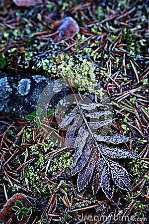 Finland: Frosty leaves in autumn Stock Photo