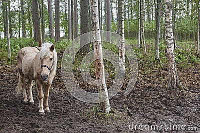 Finland landscape with forest and horse. Nature background. Stock Photo