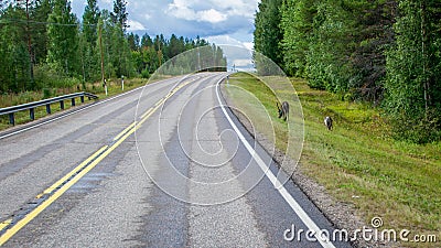 Finland. View of a scenic road passing through a forest. Beautiful Scandinavian landscape. Deer cross the road Stock Photo