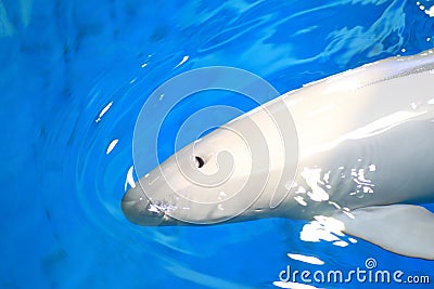 Finless Porpoise Stock Photo