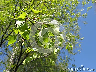 Finnish birch trees Stock Photo