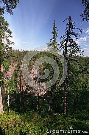 Finnish forest Stock Photo