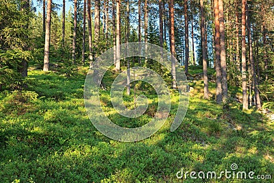 Finnish forest at summer Stock Photo