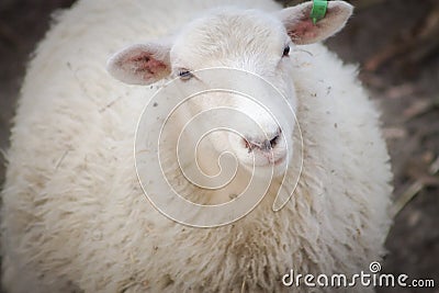 Close up image of a Finnish Sheep Stock Photo