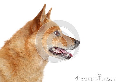 Finnish spitz. Side portrait Stock Photo