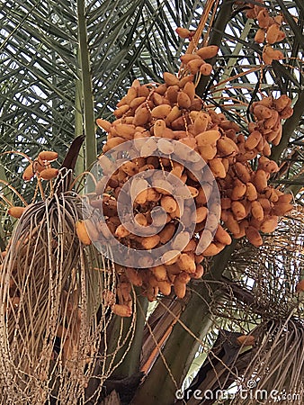 Finnish tree with fruits. Date palm. Bunny fruits. Against the background of the sky. Stock Photo