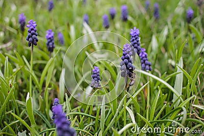 Fiolet muscari in the spring garden. Stock Photo