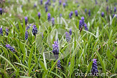 Fiolet muscari in the spring garden. Stock Photo