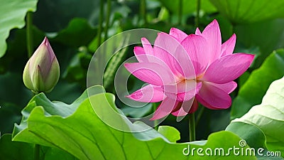 Fiore di Lotus con il germoglio Fiore di Lotus con il germoglio