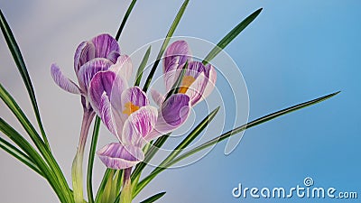 Fiori che fioriscono Timelapse Fiori che fioriscono Timelapse