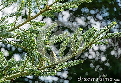 Fir Abies koreana Silberlocke with young blue cones on branch. Green and silver spruce needles on korean fir. Stock Photo