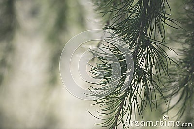 Fir branch on a neutral background with copy space Stock Photo