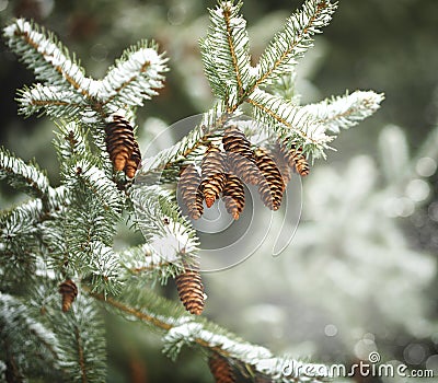 Fir branch with pine cones on snow Stock Photo