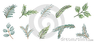 Fir branch variety shape evergreen plant flat set Vector Illustration