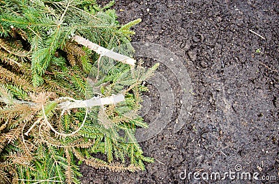 Fir branches on the ground. Green lush spruce branch. Fir branch. Fir-tree. Fir Christmas Tree Branch with rain drops close up. F Stock Photo