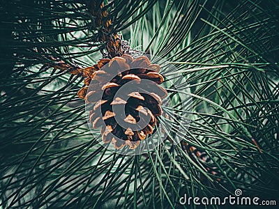 Fir cone on a branch. close up of pine cone in garden. a cone of a Douglas-Fir tree Stock Photo