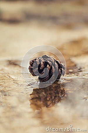Fir cone on wet pavement with reflection. Autumn concept Stock Photo