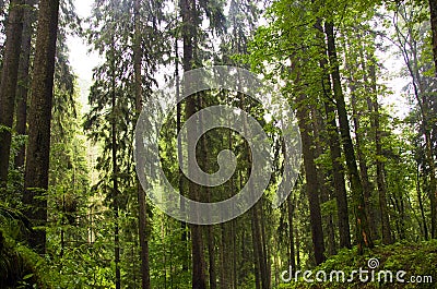 Fir forest Stock Photo