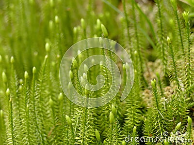 Fir moss in a German forest with flower Stock Photo