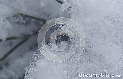 fir needles covered with snow Stock Photo