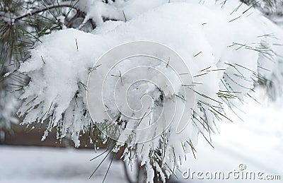 fir needles covered with snow Stock Photo