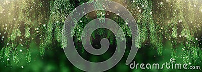 Fir or pine christmas and new year holiday green backdrop Stock Photo