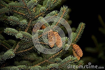 Fir strobile Stock Photo