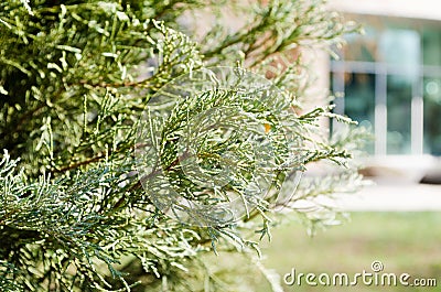 Fir. Thuja Trees in the park. Bushes in the park. Coniferous trees. Aroma needles. A park. Park area. A place to walk. Light city Stock Photo