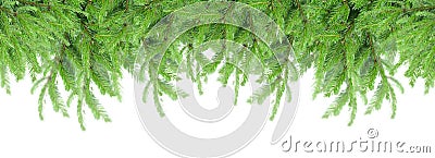 Fir tree border Stock Photo