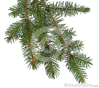 Fir tree brach isolated on white without a shadow. Stock Photo