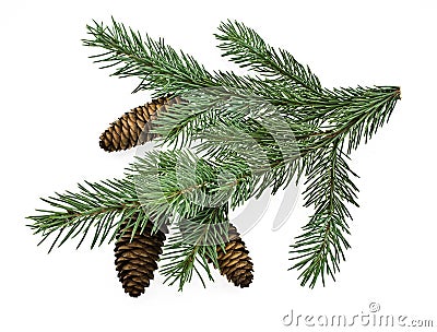 Fir tree branch Stock Photo