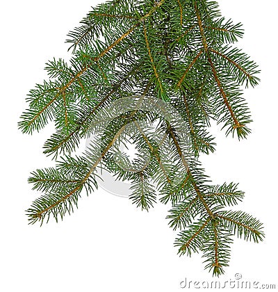 Fir tree brach isolated on white without a shadow. Stock Photo