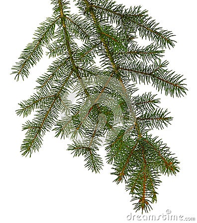 Fir tree brach isolated on white without a shadow. Stock Photo