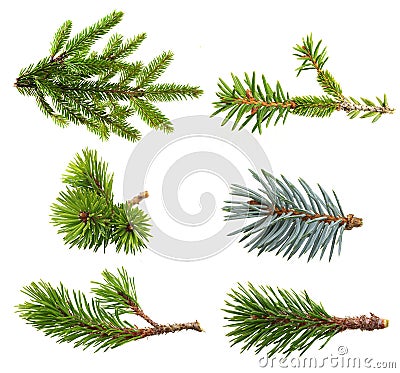 Fir tree branch set Stock Photo