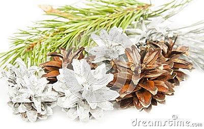 Fir tree branch and silver with brown cones on white Stock Photo