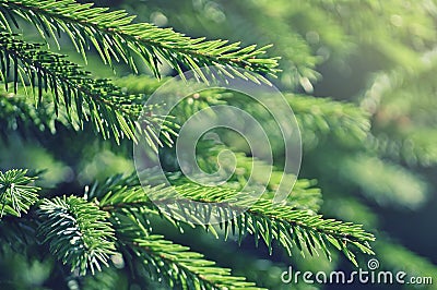 Fir tree branches Stock Photo